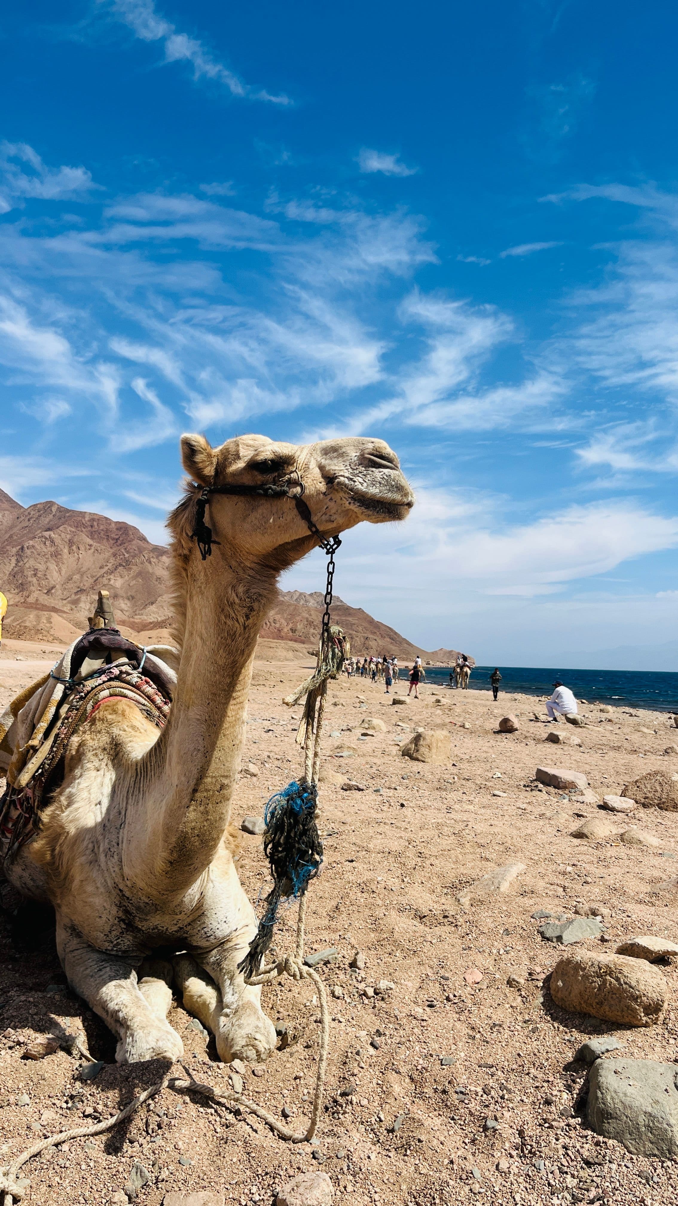 جمل على شاطئ رملي وخلفه جبال صحراوية